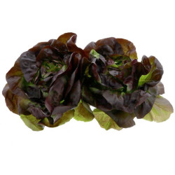 SALADE ROUGETTE/LAITUE ROUGE ALLGRO 12PCS